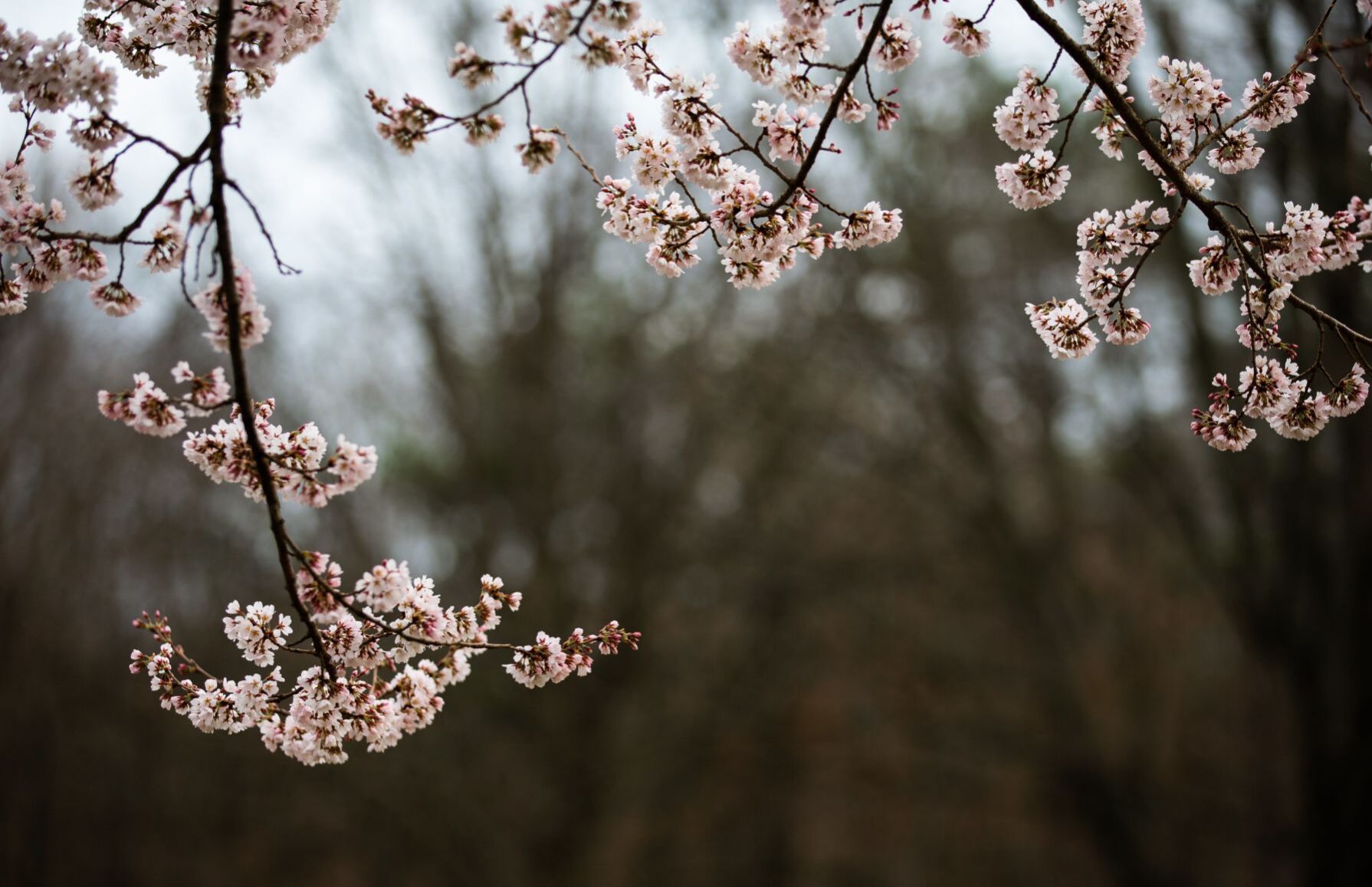Spring blooms in St. Louis